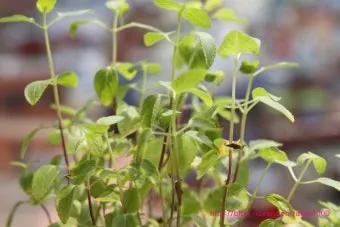 오레가노 재배 삽목 번식 통풍 관리 잎 수확_11