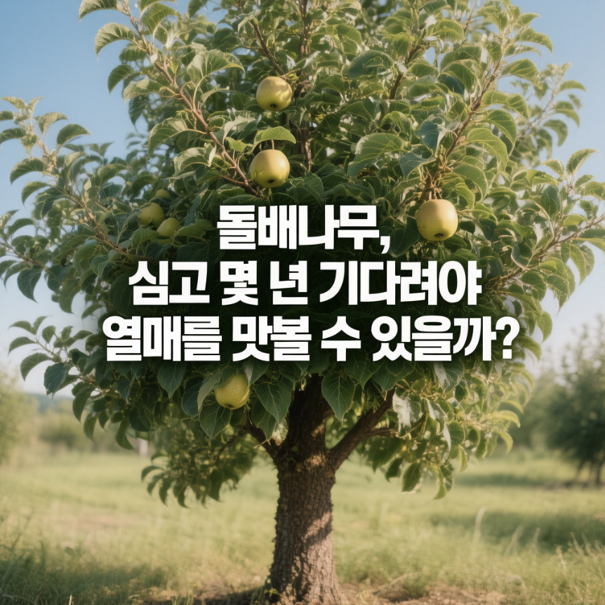 돌배나무, 심고 몇 년 기다려야 열매를 맛볼 수 있을까?