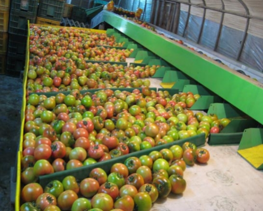 6시내고향 대저토마토 대처짭짜리토마토 대처찰토마토 가격 및 구매방법 부산우리토마토농장