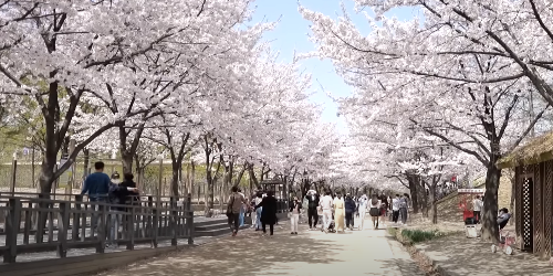 수도권 봄꽃 여행지&#44; 봄꽃 축제