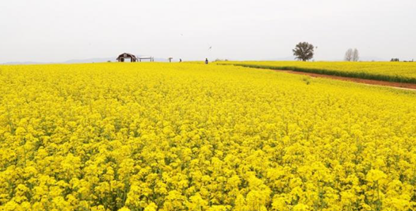 서울 근교 나들이 여행 경기도 4월 봄꽃축제 가볼만한곳 TOP 05 일정 장소 특징 정리