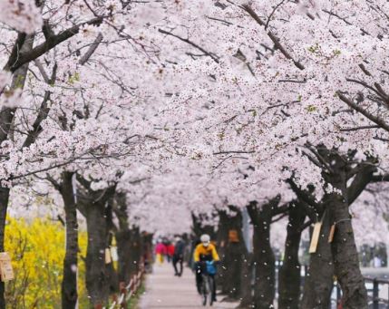 강남 벚꽃