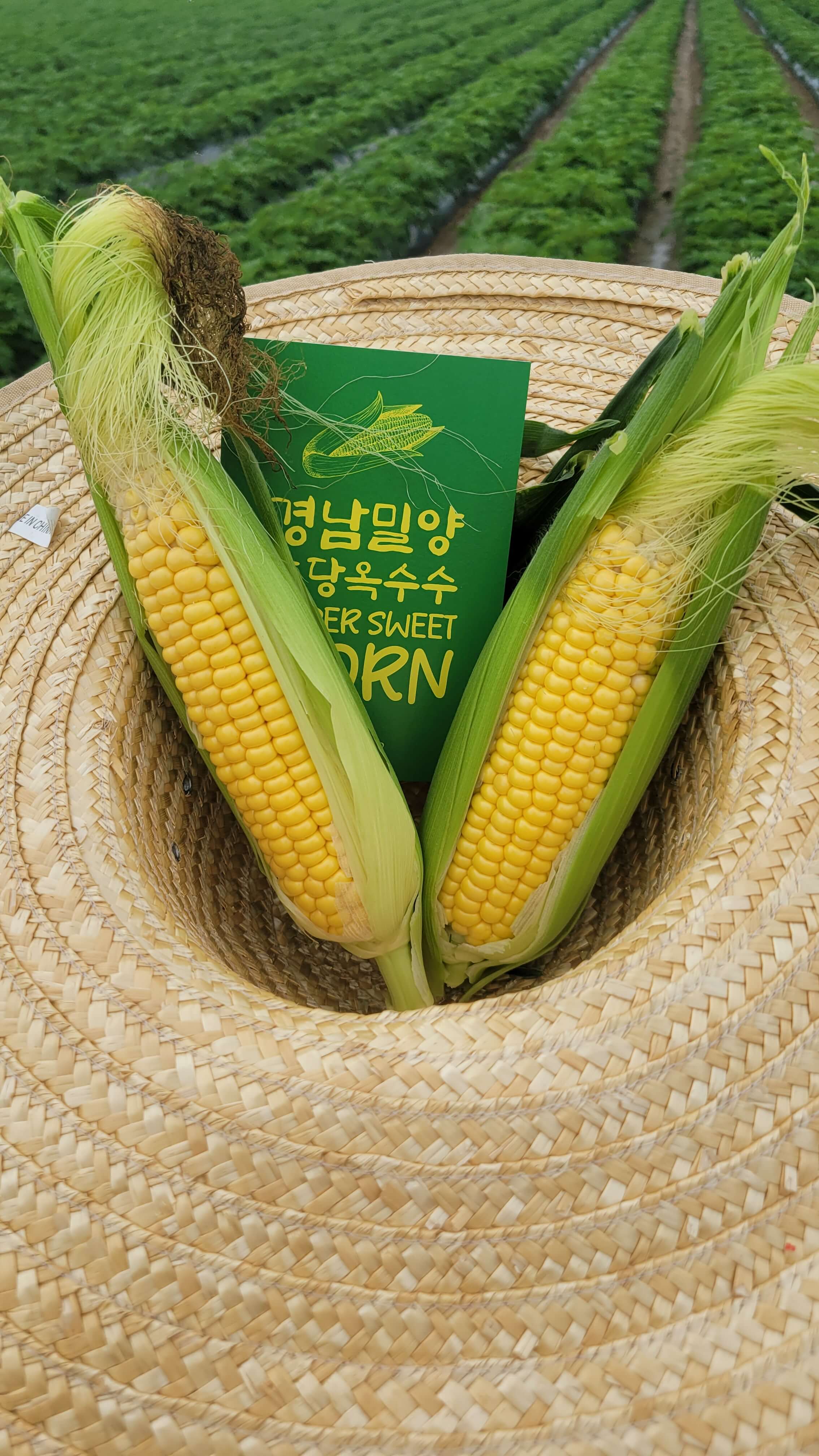 오늘N 가족이뭐길래 경남 밀양 혈당케어 건강쌀 브랜드 초당옥수수 수미감 농부로 주문방법 오늘N 2495회