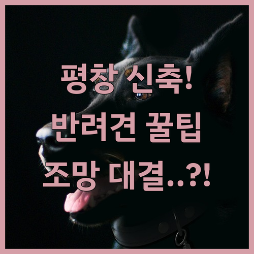 2024년 평창 신축 호텔 반려견 동..