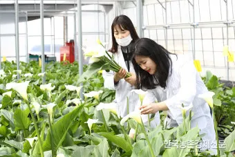 봄철 강풍 꽃가루 농도 알레르기 마스크 관리_24