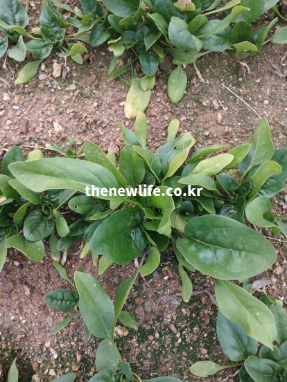 밭에서 자라고 있는 시금치 잎과 루테인·제아잔틴을 함유한 시금치 효능의 실제 모습