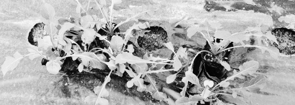 루꼴라 모종 간격: 25~30cm