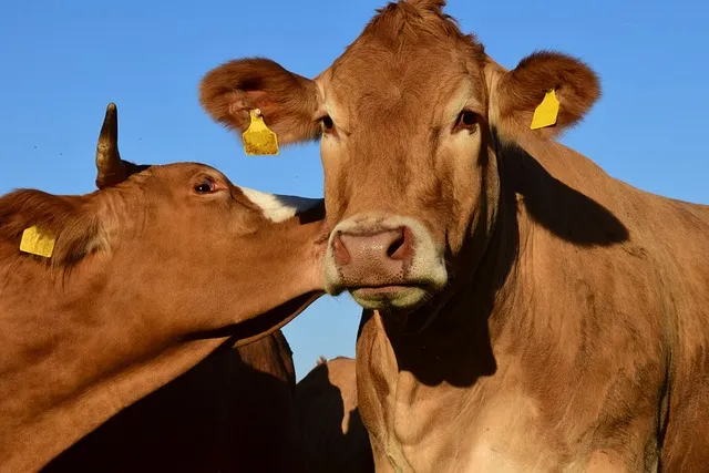 소를 몰고 가는 꿈 사진
