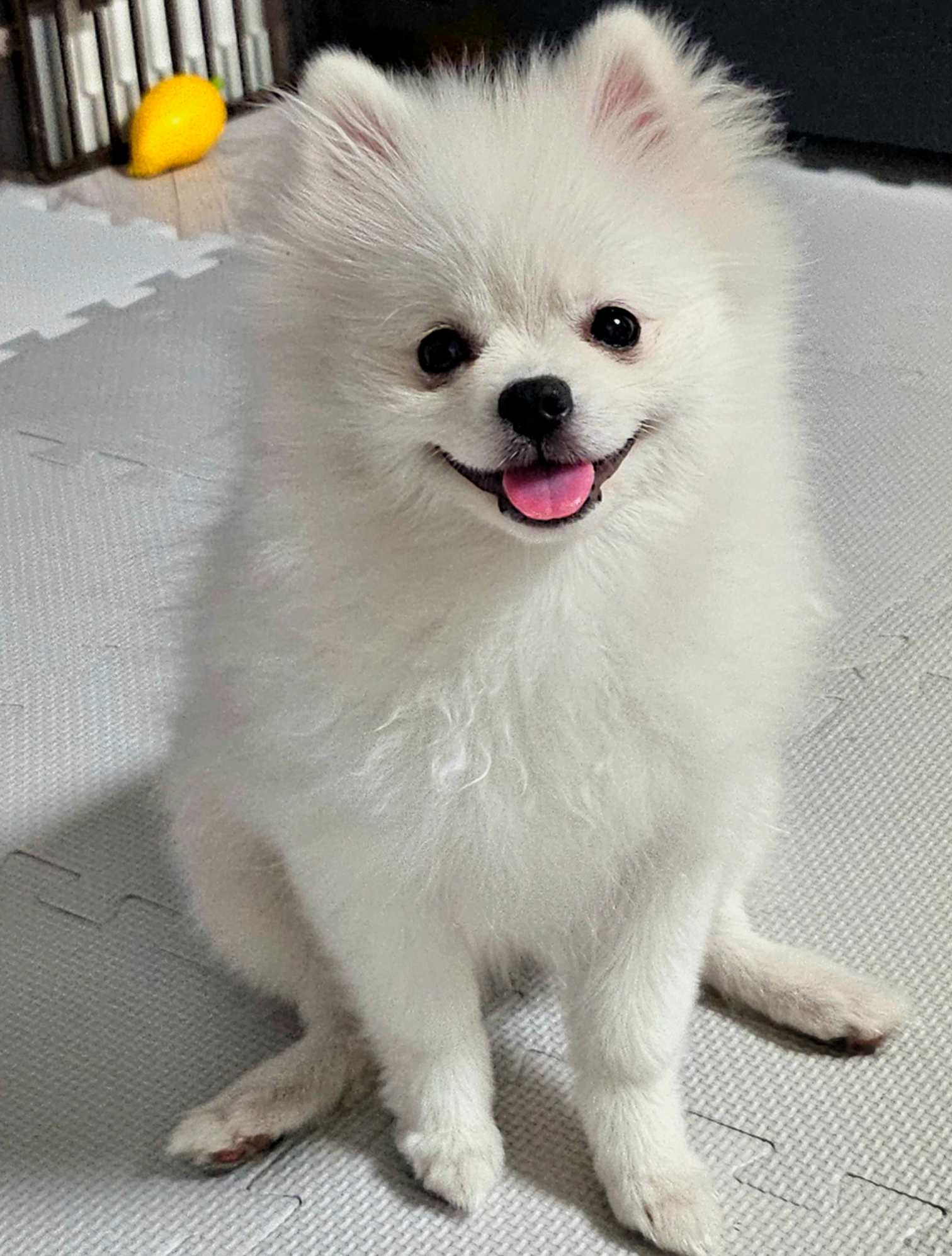 눈물 자국 없는 하콩