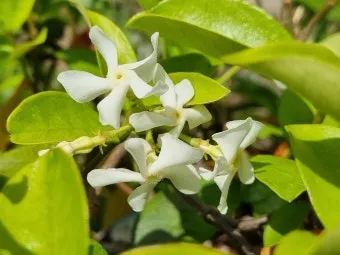 백화등 키우기 삽목방법 가지치기 꽃 노지월동까지_26