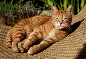 의자 위에서 쉬고 있는 고양이