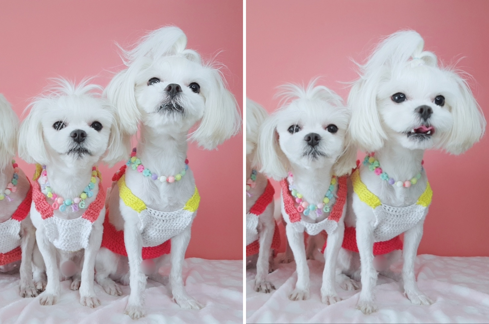 둘째 풍이랑 막둥이 해 착용 사진