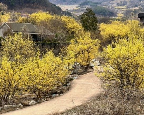 구례 산수유꽃 축제