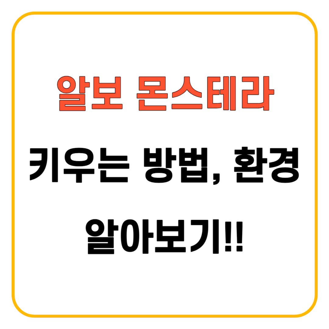 알보 몬스테라 키우기