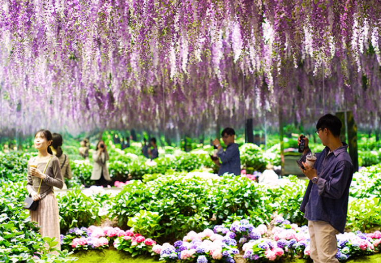 가평 베고니아 새정원