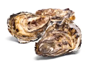 굴 효능과 영양성분&amp;#44; 먹을때 주의점