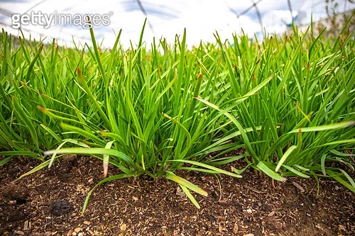 부추 재배 포기 나누기 덧비료 수확 반복_6