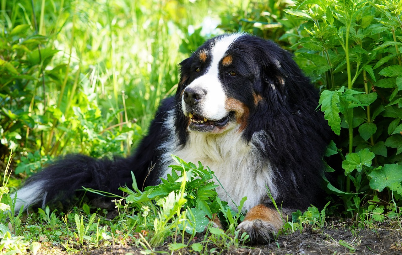버니즈 마운틴 독(Bernese Mountain Dog)4
