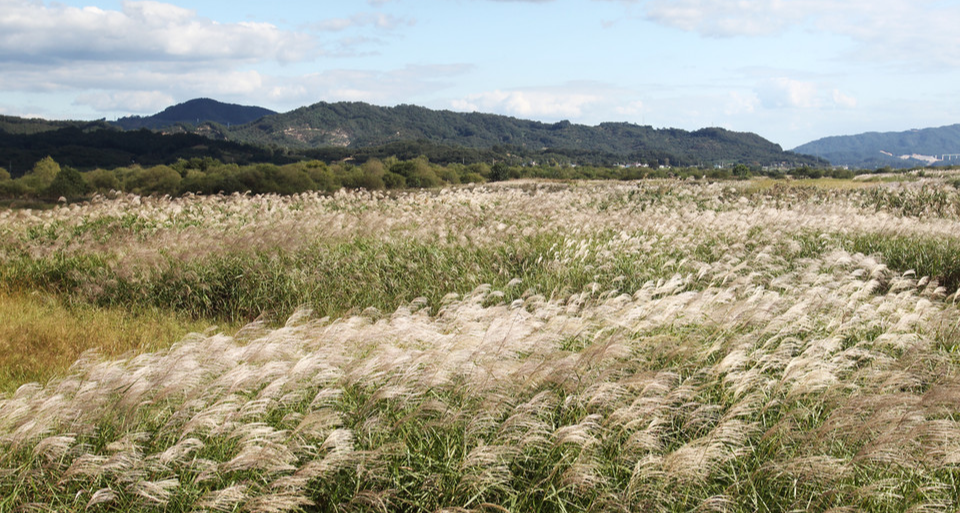 충북 충주 비내섬 억새
