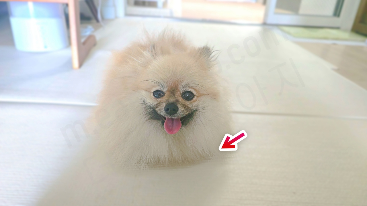 특이한 자세로 엎드린 강아지