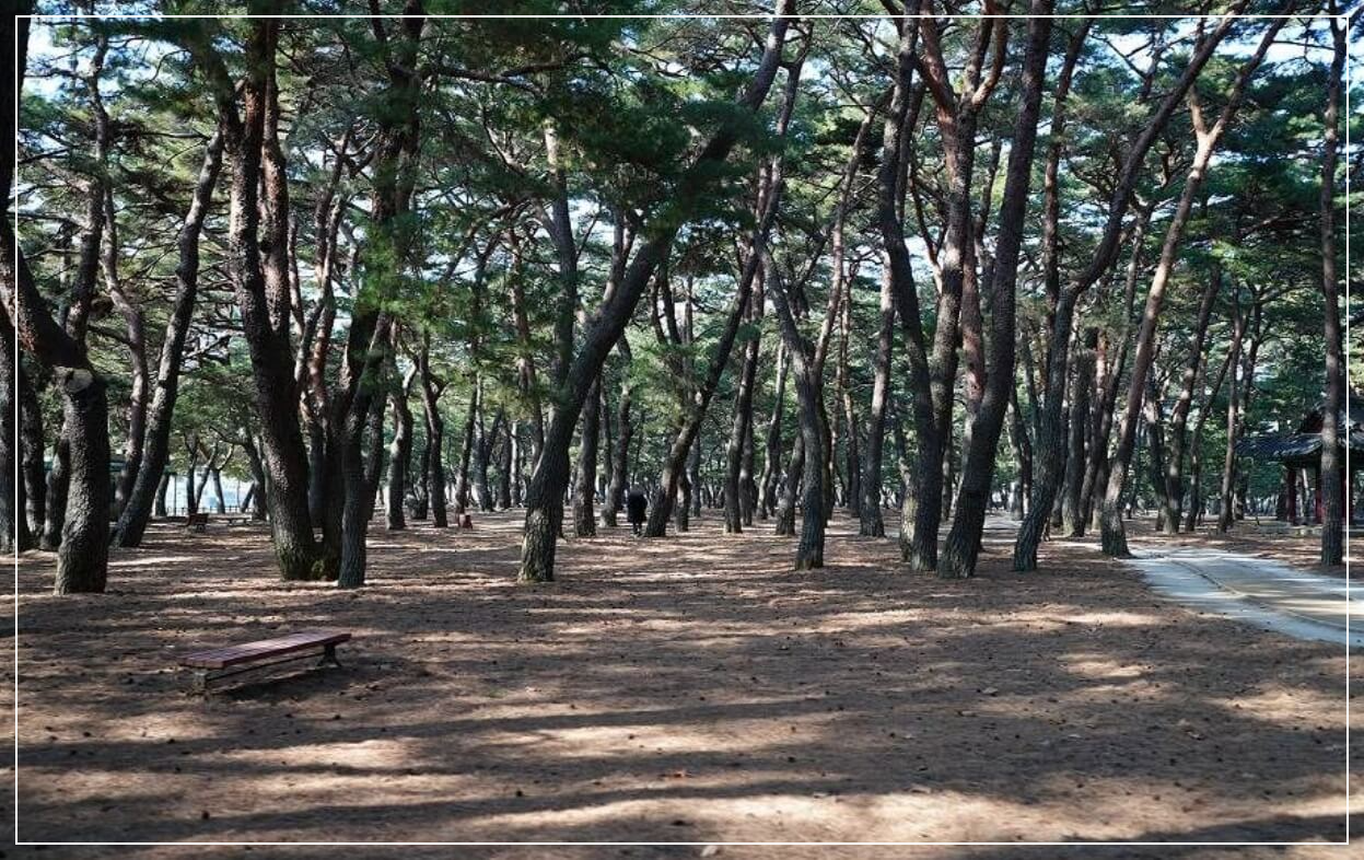 하동 가볼만한곳 베스트10 송림공원