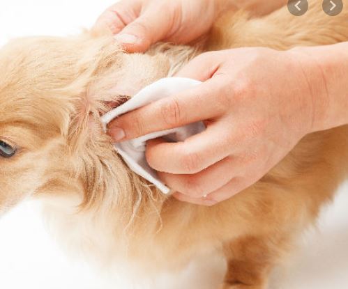 귀 청소하는 강아지 사진