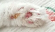 고양이 빈혈 증상 치료_4