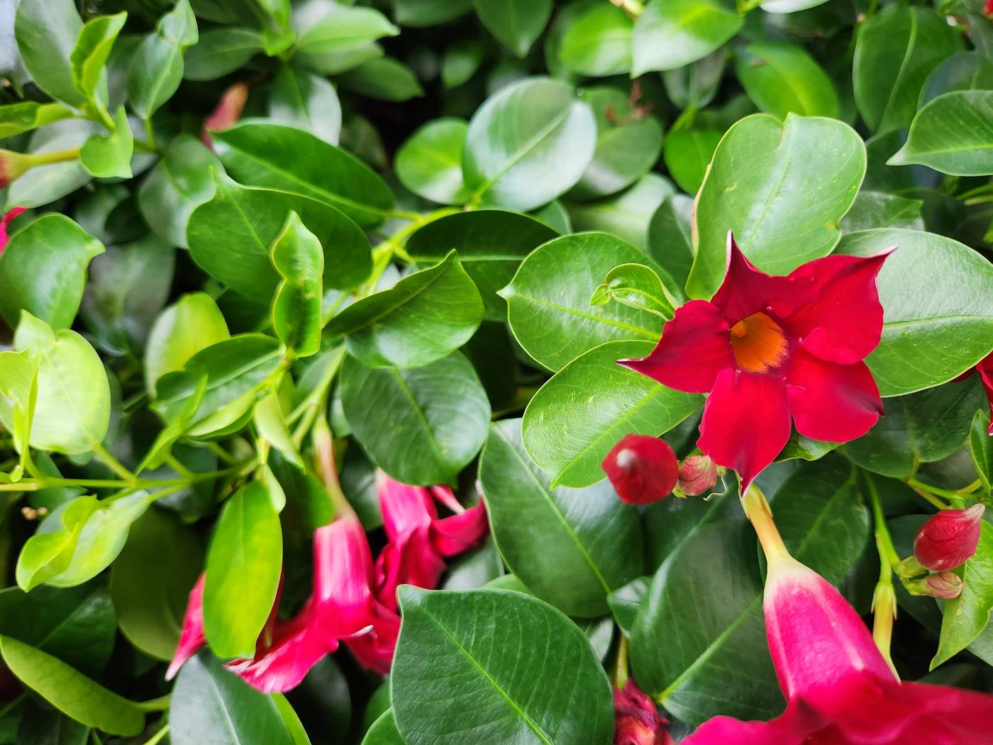 만데빌라 Mandevilla