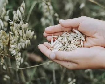 귀리 효능과 부작용 귀리 오트밀 차이점 안내_9