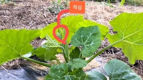 호박재배-맷돌호박-늙은호박-키우기-순지르기-적심-착과방법