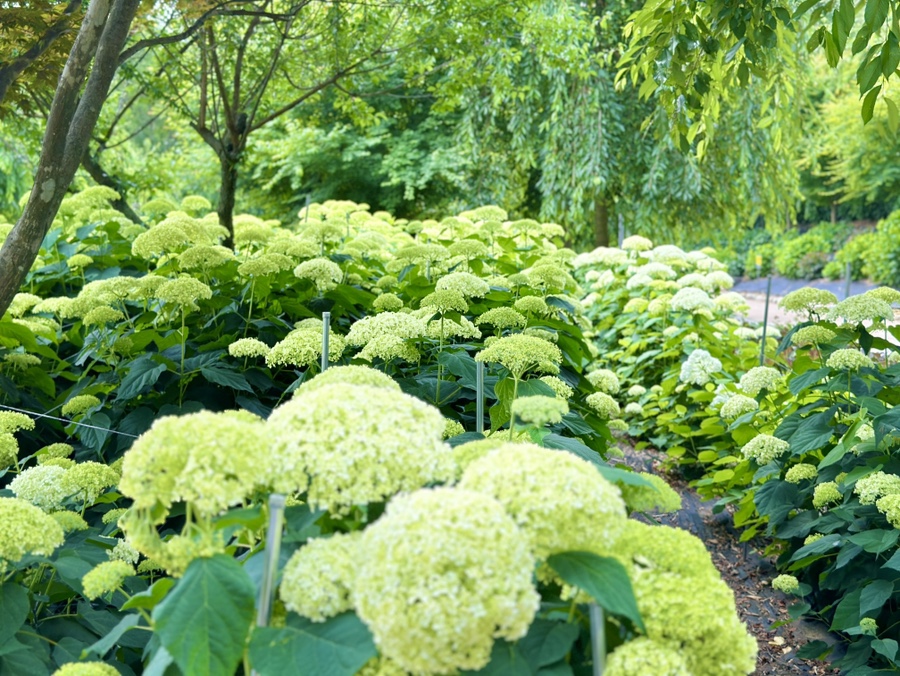 유구색동수국정원 수국축제