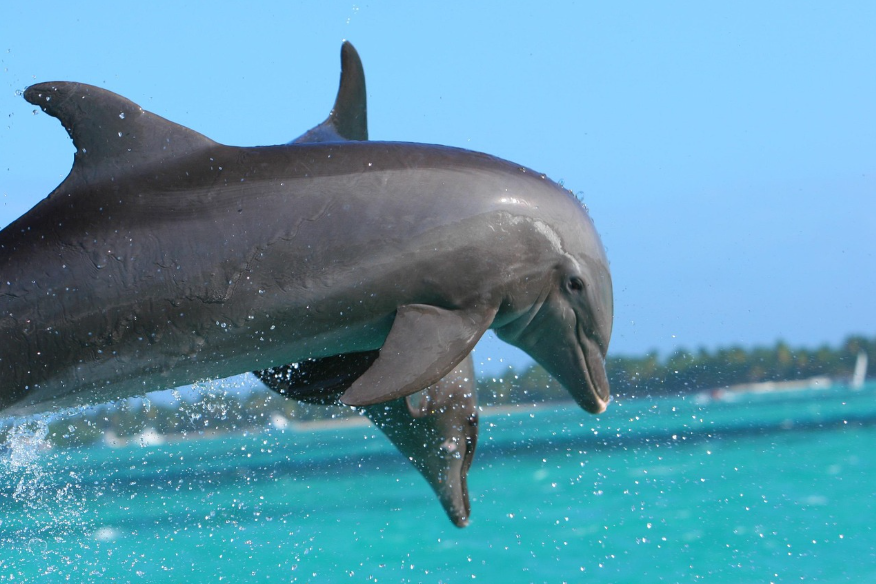 AI는 동물의 언어