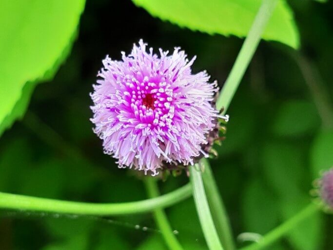 지칭개의 효능 6가지와 먹는 법&amp;#44; 꽃말&amp;#44; 부작용