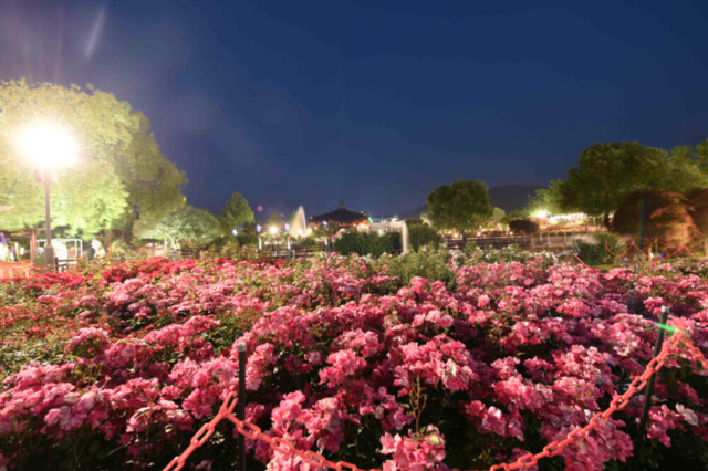 2025 곡성 세계장미축제