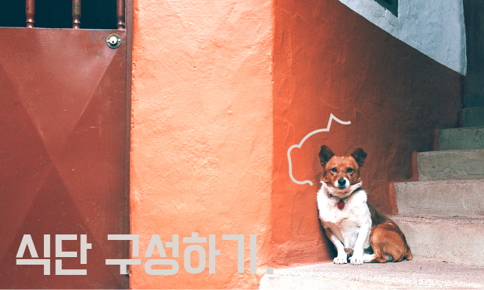 노령견