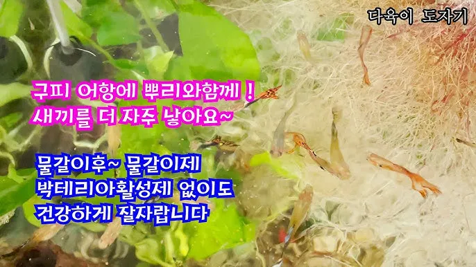 구피 키우기와 건강하게 번식시키는 팁_4