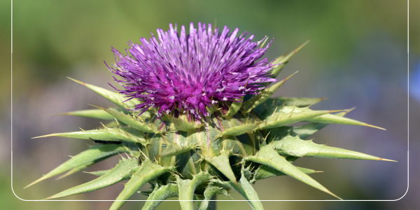 8밀크시슬 간 건강 개선 효과