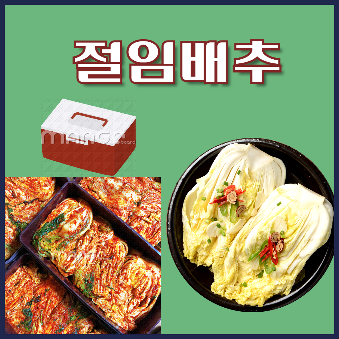 절임배추 3일만에 완벽하게 담그는 황금비율