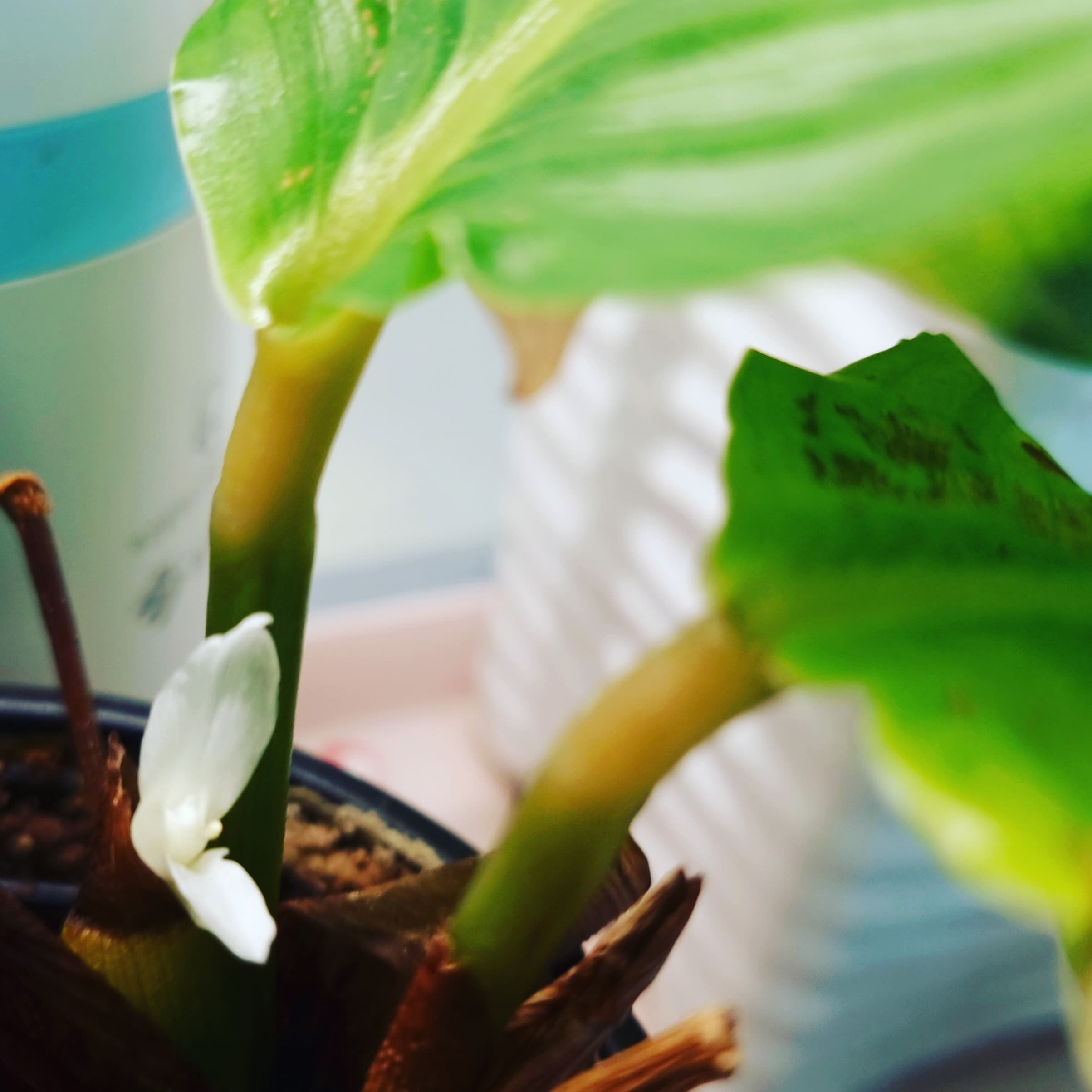 실내정원 조성의 건강효과: 현대인의 스트레스 관리 솔루션