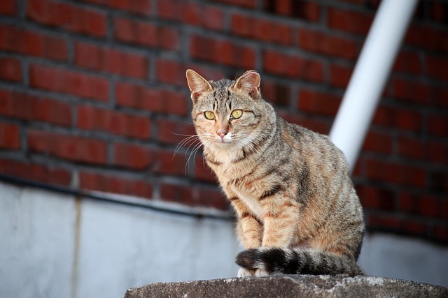길고양이