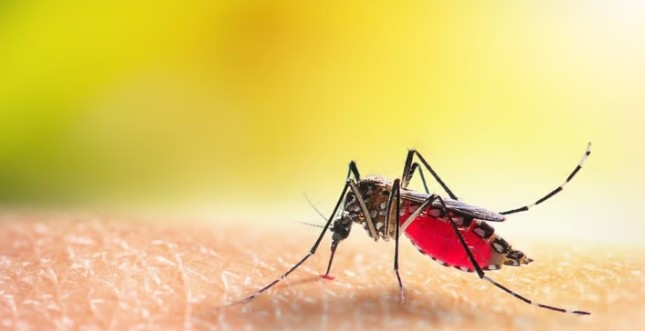 말라리아 증상 / 말라리아 예방접종