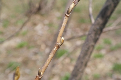 함박꽃나무 겨울눈2