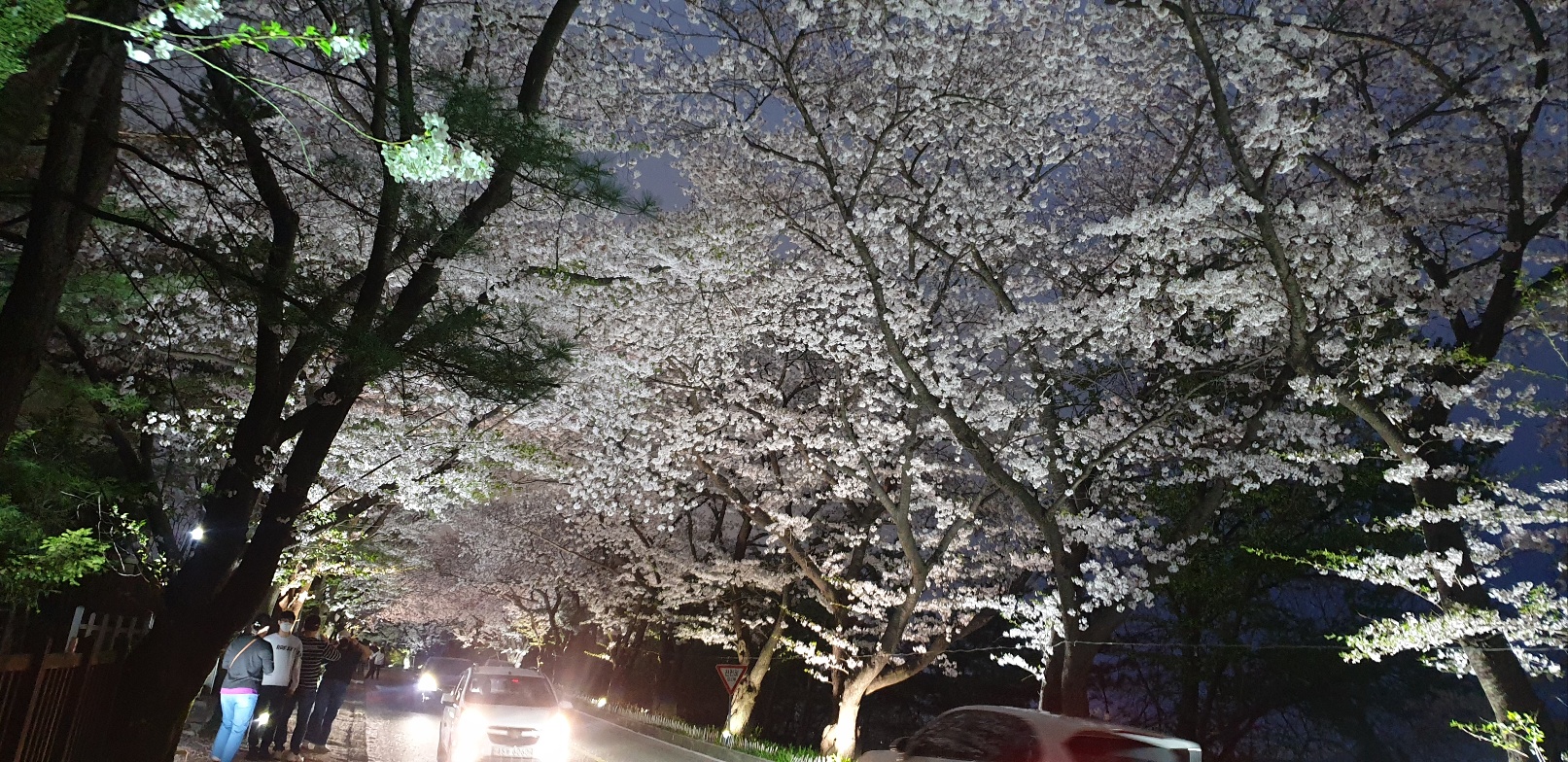 벚꽃 야경