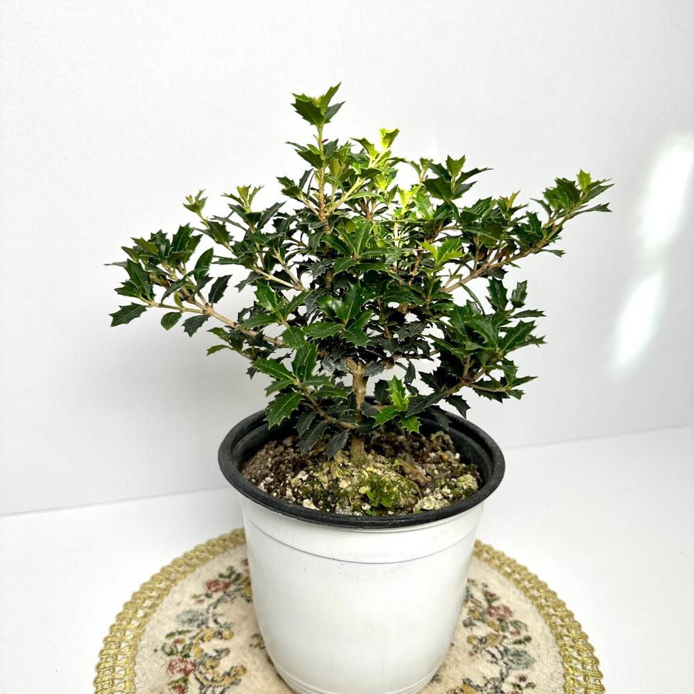 은목서 나무 꽃 키우는 법