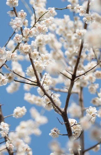 광양 매화축제 기간