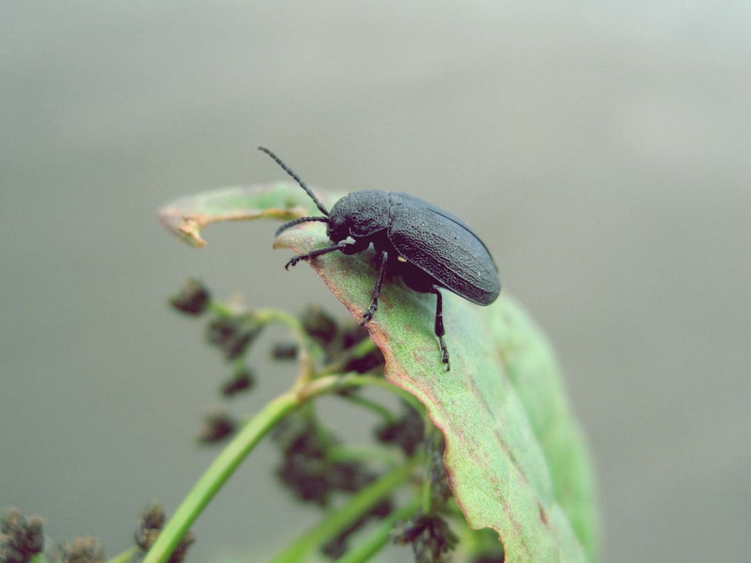 Beetle