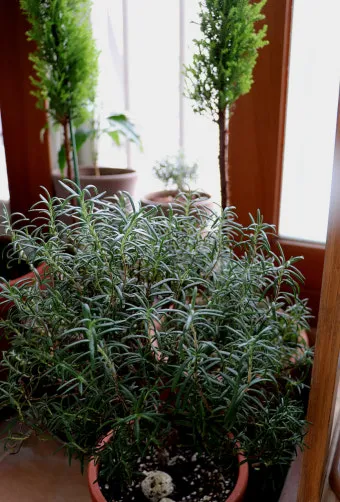 로즈마리 물주기 가지치기 환기관리 햇빛배치 주방 허브로 인기_17