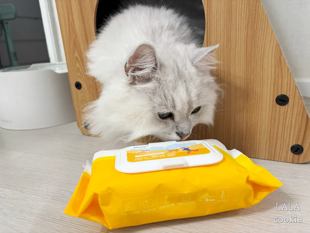 고양이-전용-물티슈-펫티슈-신기해하는-고양이-사진