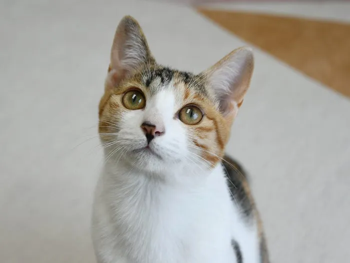 코리안숏헤어 코숏 고양이 종류 몸무게 고등어_8