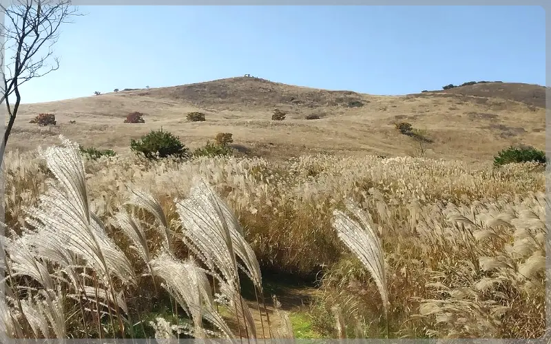 황매산 억새축제_9